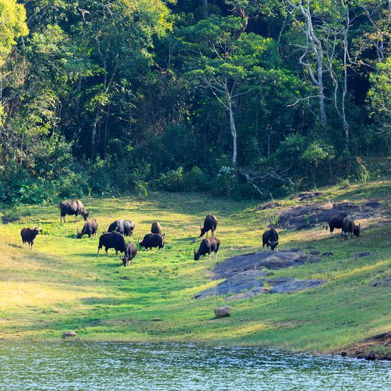 Thekkady - Kerala - India