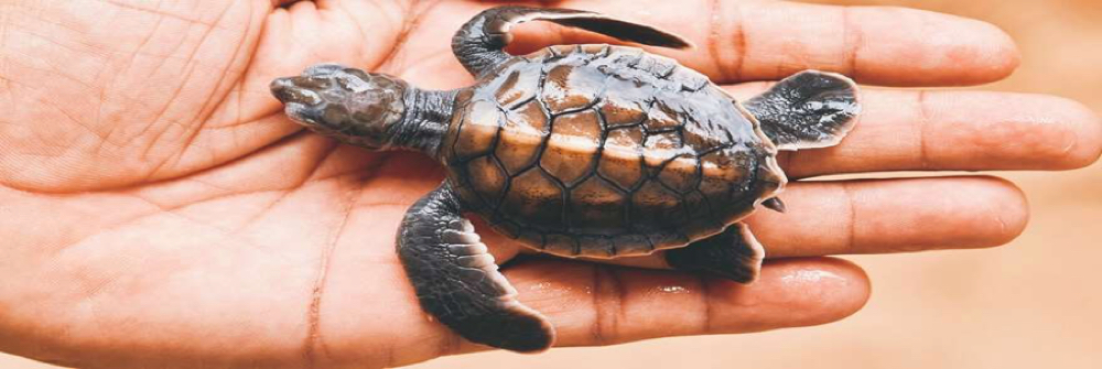 Kosgoda turtle hatchery