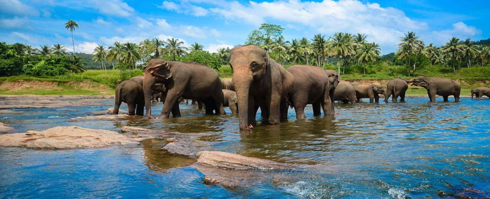 Pinnawala Elephant Orphanage