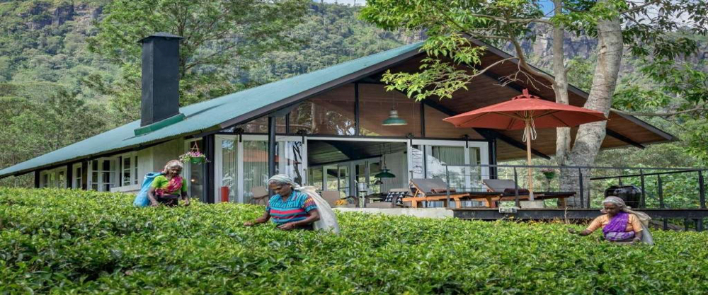 Tea Plantation in Giragama