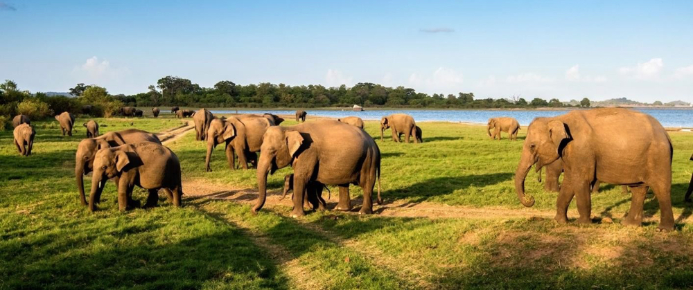 Minneriya National Park