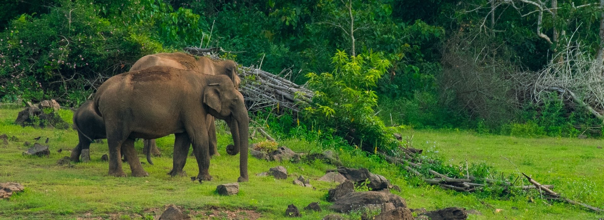 Kabini National Park - Karnataka - India