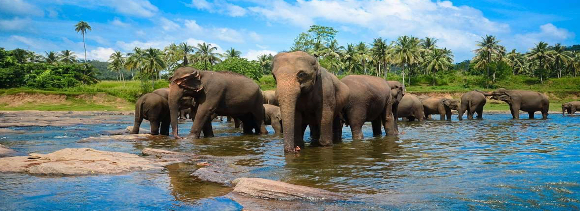 Pinnawala Elephant Orphanage - Srilanka
